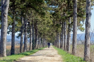 alberi, viale, bicicletta, strada, campagna, ciclista, verde, sterrato, prospettiva