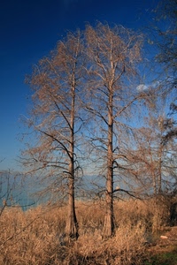 alberi, cielo, rami, autunno, spogli, due, secco, canne, bosco