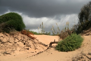 sabbia, cespugli, dune, nuvole, canne, cielo, verde, rami