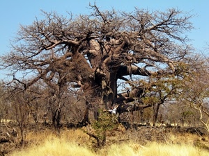 erba, rami, alberi, albero, natura, savana, spogli, baobab, cielo