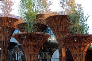 expo, piante, canne, milano, alberi, riflesso, bamboo, esposizione, verde, bambù, riflessi