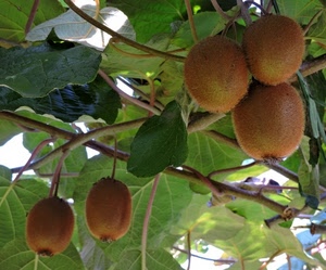 foglie, kiwi, rami, frutta, verde, frutti