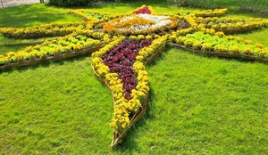 verde, fiori, aiuola, prato, stella, giallo, aiuole, erba