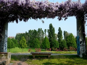 panchina, alberi, glicine, verde, giardino, fiori