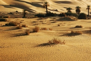 sabbia, deserto, dune, palme, cespugli, ombre, alberi, giallo, piante, oasi