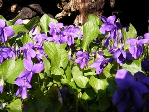 fiori, viola, verde, foglie, petali, violette, ombra, viole