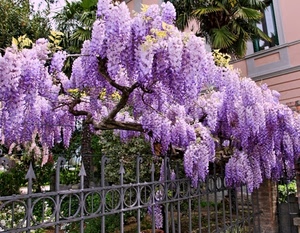 fiori, glicine, viola, pianta, verde, palma, rami, piante, alberi, ferro, cancellata, lavanda, ringhiera, punte, inferriata, grappoli, recinzione, rosa, cerchi