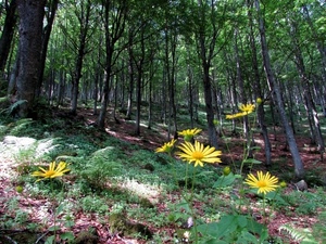 alberi, bosco, fiori, giallo, verde, erba, margherite, tronchi