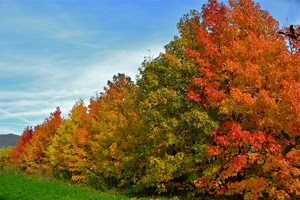 alberi, autunno, verde, rosso, foglie, cielo, giallo, colori