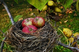 mele, nido, frutta, tre, foglie, ramo, verde, rosso, rami