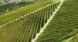 verde, filari, vigne, campi, vigneto, campagna, geometrie, strada, prato, linee, strade, piante