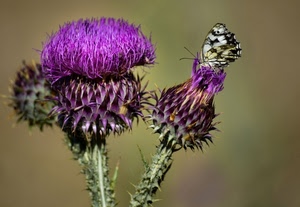 farfalla, viola, fiore, cardo, spine, fiori, verde, ali, macro