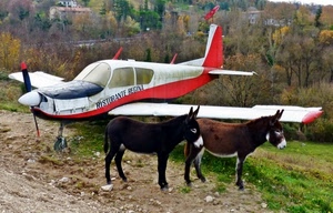 aereo, asini, elica, alberi, ali, due, rosso, animali, bianco, muli, case, erba, verde, autunno, scritta, sassi