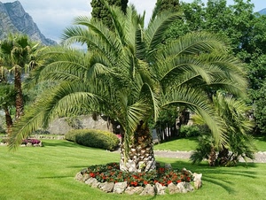 verde, fiori, prato, aiuola, palma, alberi, giardino, montagna, erba, piante, rosso, albero, foglie, sassi, rami, aiuole, pietre, parco, cielo, palme, ombre, ombra