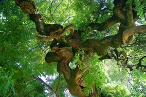 albero, foglie, tronco, verde, rami, fronde, legno, natura, fogliame, contorti