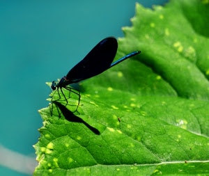 foglia, ali, verde, libellula, insetto, zampe, nero, macro, ombra, blu, testa, venature, macchie