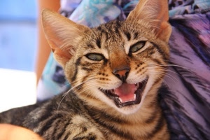 gatto, occhi, denti, baffi, orecchie, bocca, muso, pelo, naso, felino, animale, sguardo, tigrato, lingua, micio, sorriso
