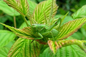 foglie, verde, insetto, cavalletta, zampe, natura, macro, animale