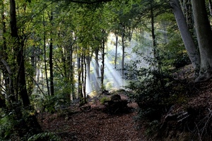 alberi, bosco, raggi, foglie, verde, luce, rami, sentiero, radici, piante, cespugli, tronchi, sole, natura