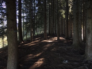 bosco, alberi, tronchi, rami, abeti, ombre, terra, pineta, piante