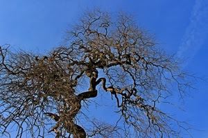 cielo, rami, albero, azzurro, pianta, natura, contorti