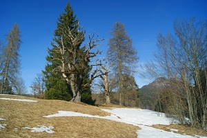 neve, alberi, montagna, inverno, cielo, prato, rami, bianco