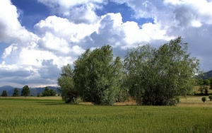 nuvole, alberi, verde, cielo, erba, campo, prato, paesaggio, piante