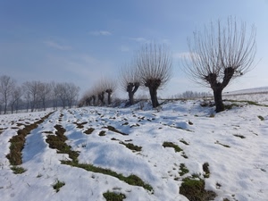 neve, alberi, erba, inverno, bianco, cielo, campo, rami