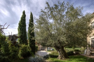 alberi, verde, olivo, casa, cipressi, ulivo, nuvole, giardino, cancello, piante