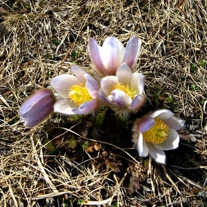 fiori, petali, erba, rosa, giallo, pistilli, paglia, bianco