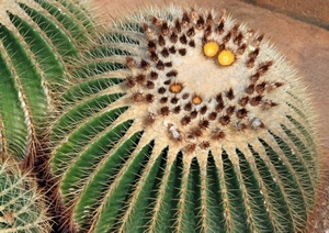 spine, verde, pianta, cactus, fiori, cuscino, giallo, grassa, aculei, grasse, piante