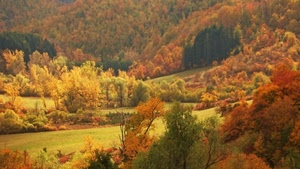 alberi, autunno, colori, foglie, prato, paesaggio, giallo, bosco, montagna, boschi