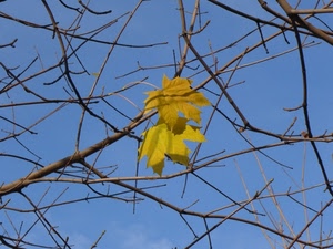 rami, foglie, due, giallo, cielo, autunno, azzurro