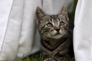 gatto, occhi, orecchie, baffi, bianco, naso, sguardo, pelo, micio, animale, grigio, bocca, felino, gattino, erba, tigrato, vibrisse