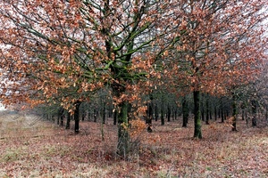 foglie, autunno, alberi, rami, bosco, verde, marrone, albero, muschio