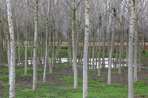 alberi, erba, bosco, acqua, verde, rami, pozzanghera, tronchi, spogli, pioppeto, prato, pioppi, betulle