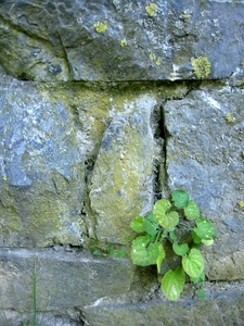 verde, muro, foglie, pianta, pietre, sassi, erba, crepe, muschio