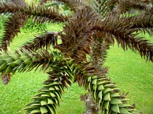 verde, prato, foglie, pianta, erba, albero, rami, spine, marrone, araucaria, natura, piante, secca