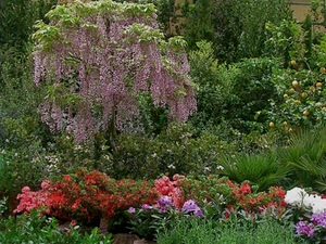 fiori, piante, glicine, verde, rosso, giardino, erba, viola, aiuole, rosa, frutti, alberi