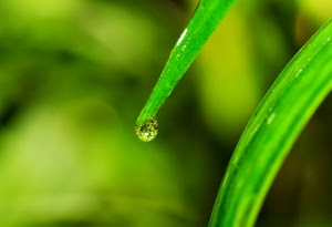 goccia, verde, foglie, macro, erba, rugiada, acqua, natura, riflesso