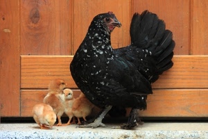 pulcini, gallina, legno, porta, nero, piume, animali, zampe, becco, penne, nera, chioccia, coda