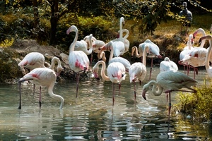 acqua, fenicotteri, uccelli, bianco, stagno, zampe, natura, rosa, alberi