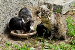 gatti, ciotola, mici, animali, gattini, verde, gatta, tre, quattro, erba, piatto