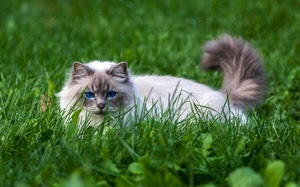 gatto, erba, verde, occhi, prato, blu, azzurro, micio, bianco, felino, coda