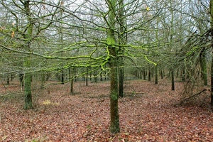 foglie, rami, alberi, bosco, autunno, verde, tronchi, muschio