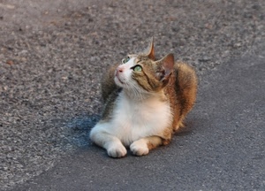 gatto, occhi, animale, pelo, strada, micio, orecchie, felino, zampe, bianco, asfalto, sguardo, muso