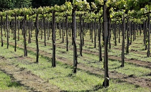 viti, verde, piante, filari, vigneto, foglie, pali, erba, uva, prato
