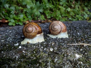 due, lumache, spirale, chiocciole, erba, foglie, verde, animali