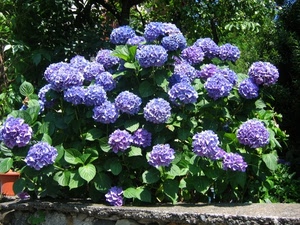 fiori, foglie, viola, verde, pianta, ortensie, vaso, ortensia, azzurro, muro, alberi