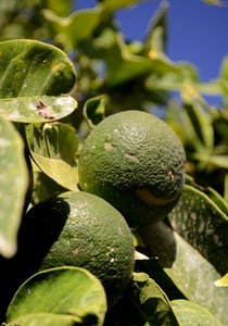 foglie, verde, frutti, limoni, agrumi, macro, due, sfocato